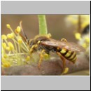Nomada lathburiana - Wespenbiene m05.jpg